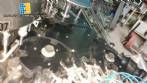 Llenadora rotativa con boquilla 14 IMSB