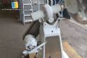 Draga acero inoxidable lisa 100 litros