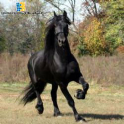 Para la industria de nutrici�n animal